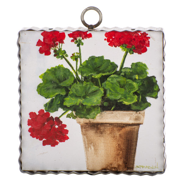 Pot of Geraniums